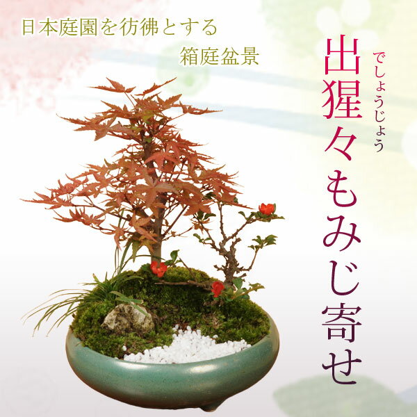 父の日 ギフト プレゼント 盆栽：出猩々もみじ寄せ 紅葉 bonsai