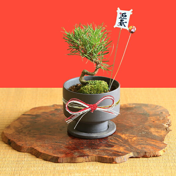 ミニ盆栽：三河黒松（モダン陶器鉢)* 苔と受け皿＆迎春ピック＆水引リボン付き bonsai【即日出荷可！】