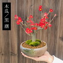 小品盆栽 品種が選べる：木瓜の花 (瀬戸焼三彩鉢) 【2024年開花終了】放春花 ボケ【ぼんさい】【ボンサイ】【送料無料】bonsai