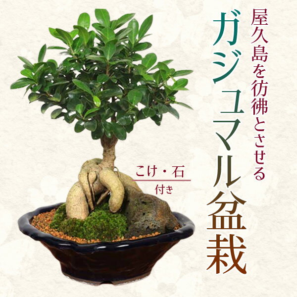 父の日 ギフト プレゼントがじゅまる盆栽： 特選ガジュマル(多幸の樹)*bonsai