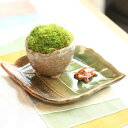 【あす楽 ギフト】【即日出荷可！】苔盆栽：長寿苔鉢*長寿亀受け皿付【送料無料】bonsai