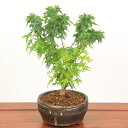 小品盆栽：八房もみじ(瀬戸焼小鉢)*【送料無料】bonsai【2022年落葉】