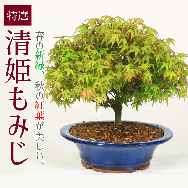 父の日 ギフト プレゼント 盆栽：特選清姫もみじ(瀬戸焼小鉢) 紅葉bonsai