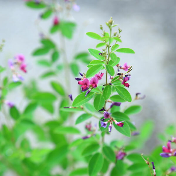 秋の七草の一角 萩の花言葉をご紹介 品種の違いや名前の由来 原産国も解説 Kurashi No