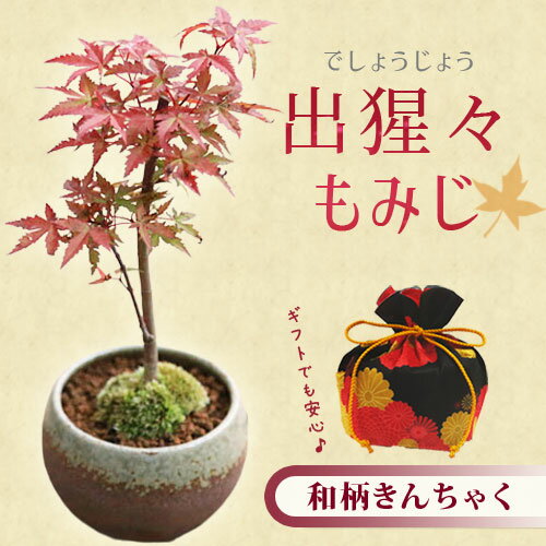 楽天市場】もみじ 鉢植え(種類(植物)ヤマモミジ(山もみじ 楽天市場】もみじ 鉢植え(種類(植物)ヤマモミジ(山もみじ
