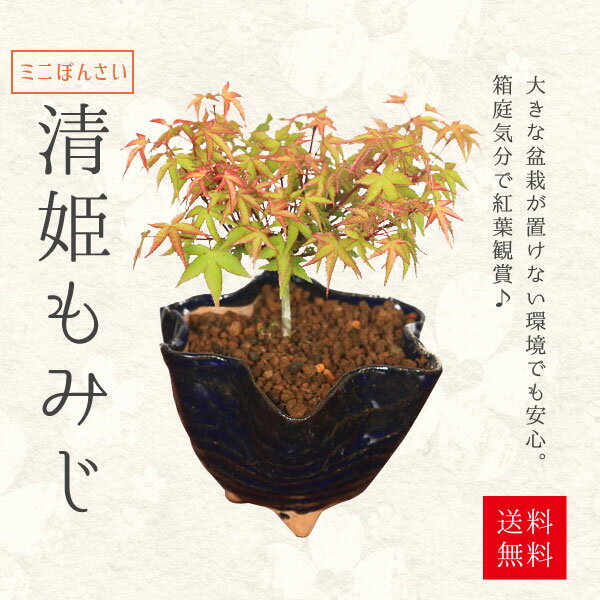 ミニ盆栽：清姫もみじ（信楽花形小鉢）*　紅葉　モミジ　bonsai