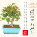 中品盆栽：出猩々もみじ太幹（瀬戸焼長方鉢）*【2023年落葉】　紅葉　モミジ　bonsai