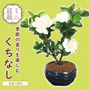 小品盆栽:梔子(青変形鉢)*くちなし クチナシ bonsai
