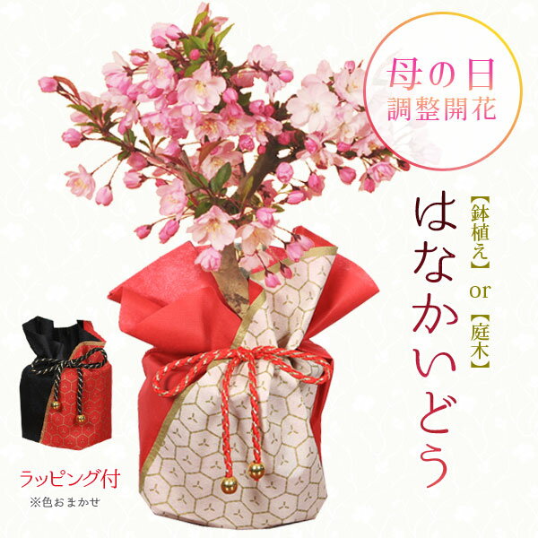 遅れてごめんね 母の日 ギフト プレゼント 母の日開花：花かいどう*プラ鉢ラッピング付　花海棠　カイドウ　垂糸海棠桜　bonsai