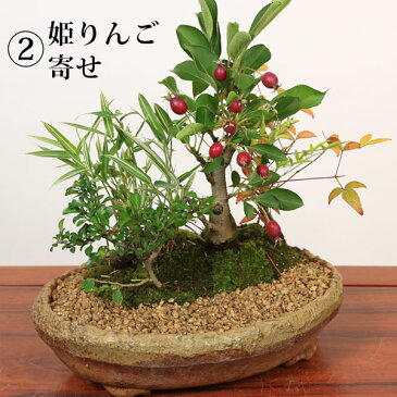 【即日出荷可!】【お中元 送料無料】:遊恵盆栽オリジナル 寄せ植え* 選べる5,980円シリーズ