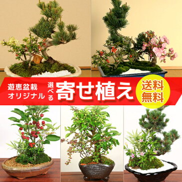 【即日出荷可!】【お中元 送料無料】:遊恵盆栽オリジナル 寄せ植え* 選べる5,980円シリーズ