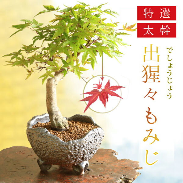 【即日出荷可！】盆栽：特選出猩々もみじ(信楽焼鉢)* bonsai【送料無料】