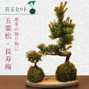 【即日出荷可】贈物にオススメ：苔玉セット　五葉松・長寿梅*【送料無料】bonsai