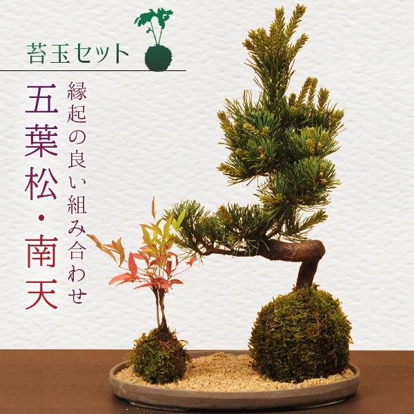 【即日出荷可 】苔玉セット：五葉松・南天 受け皿＆化粧砂付 *【送料無料】【あす楽対応】bonsai