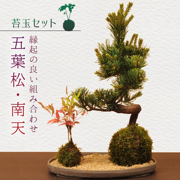 【即日出荷可!】苔玉セット:五葉松・南天(受け皿&化粧砂付)*【送料無料】【あす楽対応】盆栽 bonsai