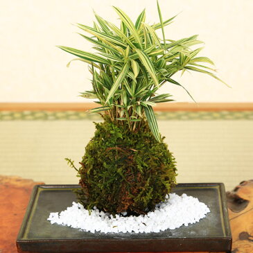 【即日出荷可】苔玉：縞笹（益子焼黒角受け皿＆寒水付）*bonsai