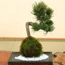 【即日出荷可】苔玉：五葉松（益子焼黒角受け皿＆寒水付）*bonsai