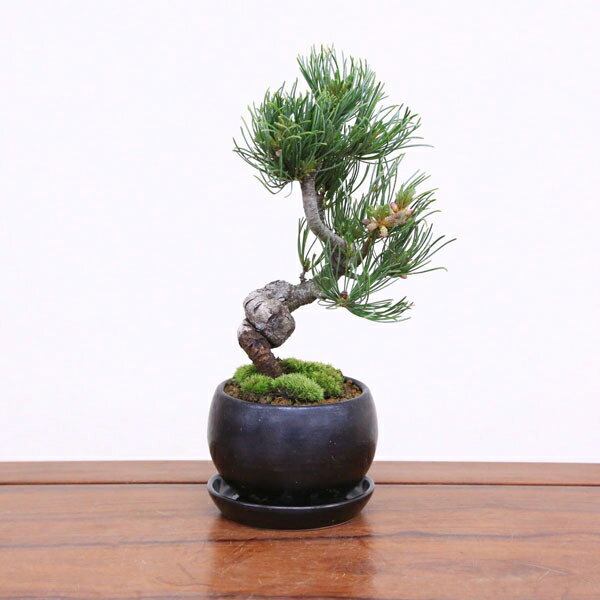  ե ץ쥼ȡ¨вٲġ۾ߺϡվ(;ƹȭ)*դȭbonsai