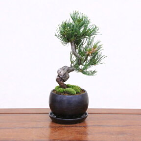 【即日出荷可！】小品盆栽：五葉松(瀬戸焼黒丸鉢)*受け皿付き鉢植えbonsai