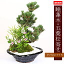 【父の日ギフト プレゼント】【即日出荷可】盆栽:睡蓮木・五葉松寄せ(瀬戸焼変形鉢)*【あす楽対応】bonsai