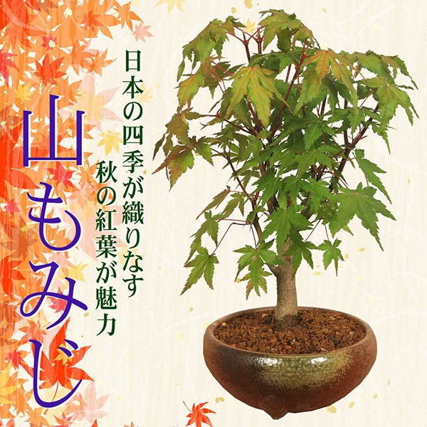 【父の日ギフト プレゼント】 【即日出荷可！】小品盆栽：山もみじ(瀬戸焼三彩鉢) bonsai 紅葉