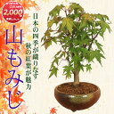 【母の日　プレゼント】【即日出荷可！】小品盆栽：山もみじ(瀬戸焼三彩鉢)*bonsai　紅葉