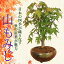 【母の日　プレゼント】【即日出荷可！】小品盆栽：山もみじ(瀬戸焼三彩鉢)*bonsai　紅葉