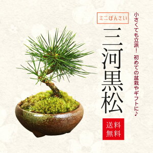 ミニ盆栽：三河黒松（瀬戸焼)*bonsai【即日出荷可】【あす楽 ギフト】【送料無料】