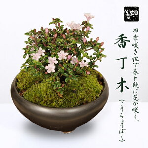 ڤڡեȡۡ¨вٲ!۾ߺϡ(;ƹŴȭ)*2024ǯճ̵֡bonsai