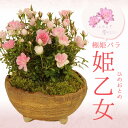 ミニ盆栽：極姫バラ・姫乙女（信楽焼小鉢）*bonsai