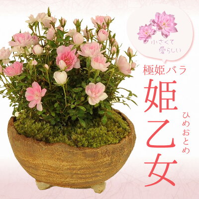 【母の日　プレゼント】ミニ盆栽：極姫バラ・姫乙女（信楽焼小鉢）*【送料無料】bonsai