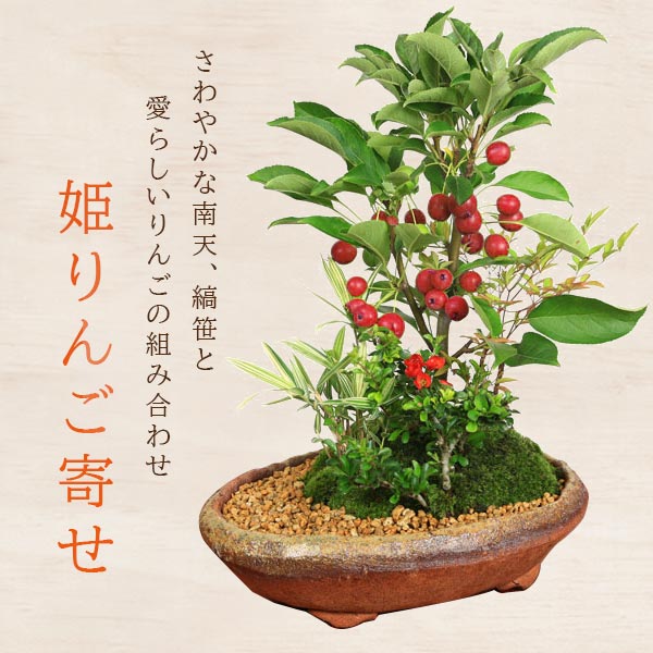 盆栽：姫りんご寄せ(信楽焼手作り足付小判型鉢)*bonsai