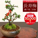 【即日出荷可】◇楽天1位◇ミニ盆栽：長寿梅*【鉢が選べる】【送料無料】【ぼんさい】【ボンサイ】bonsai　あす楽