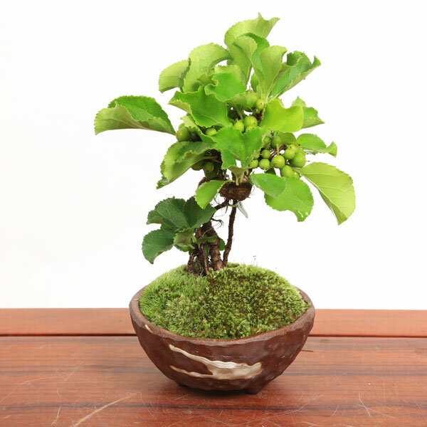 【即日出荷可！】小品盆栽：つる梅もどき(瀬戸焼茶鉢)*【送料無料】bonsai