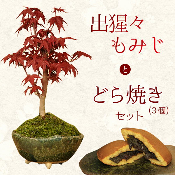 父の日ギフト　小品盆栽：出猩々もみじ(信楽焼鉢)どら焼きセット*【送料無料】bonsai