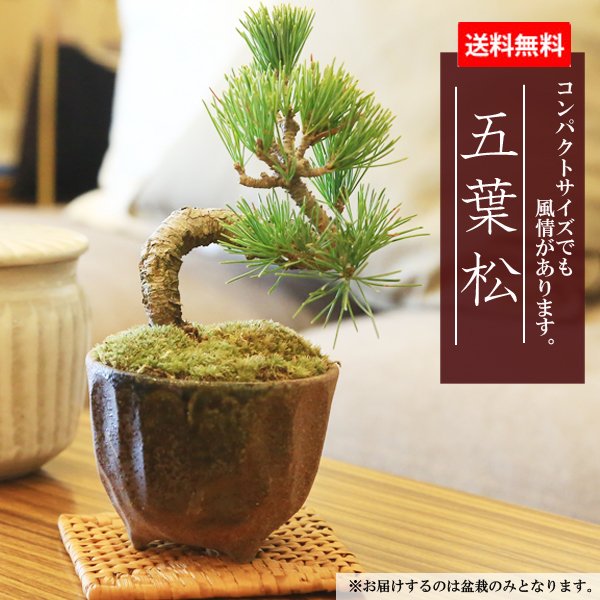父の日 ギフト プレゼント ミニ盆栽：五葉松 瀬戸焼小鉢 *【ぼんさい ボンサイ】【あす楽対応】bonsai