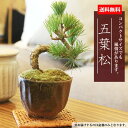 ミニ盆栽：五葉松（瀬戸焼小鉢） 【ぼんさい ボンサイ】【あす楽対応】bonsai