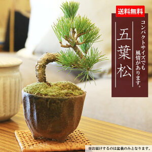  ե ץ쥼 ߥߺϡվ;ƾȭ*ڤܤ󤵤ܥ󥵥ۡڤбbonsai