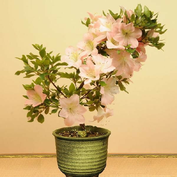 【即日出荷可!】小品盆栽：皐月(さつき・瀬戸焼鉢)*【送料無料】【ぼんさい　ボンサイ】