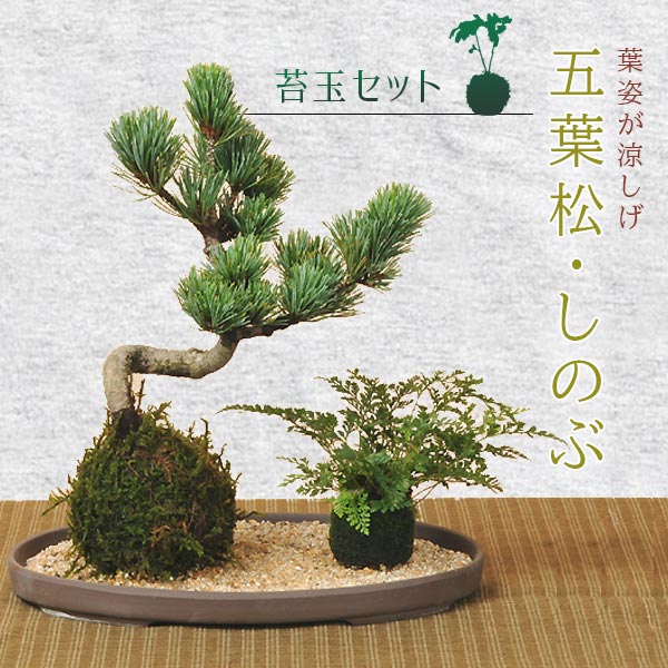 父の日 ギフト プレゼント【即日出荷可 】苔玉セット：五葉松＆シノブ 受け皿・化粧砂付 *【送料無料】bonsai