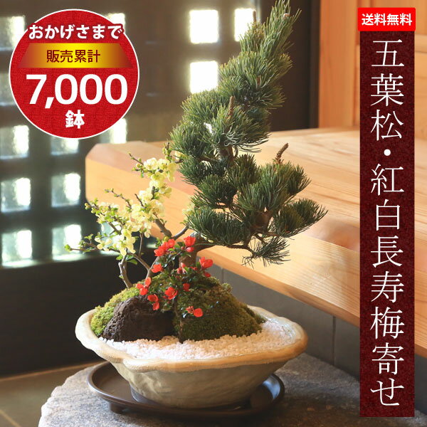 【即日出荷可！】盆栽：五葉松・紅白長寿梅寄せ植え(瀬戸焼変形白釉鉢)*bonsai【送料無料】