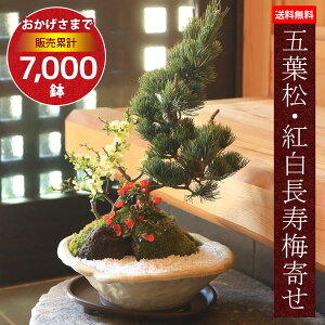 父の日 ギフト プレゼント【即日出荷可！】盆栽：五葉松・紅白長寿梅寄せ植え(瀬戸焼変形白釉鉢)*bonsai