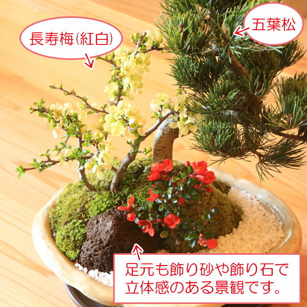 【即日出荷可！】【送料無料】盆栽：五葉松・紅白長寿梅寄せ植え(瀬戸焼変形白釉鉢)*