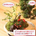 【即日出荷可！】盆栽：五葉松・紅白長寿梅寄せ植え(瀬戸焼変形白釉鉢)*bonsai