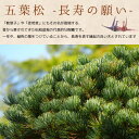 【即日出荷可！】盆栽：五葉松・紅白長寿梅寄せ植え(瀬戸焼変形白釉鉢)*bonsai