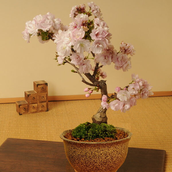 桜盆栽：八重桜(信楽焼伊羅保鉢)*自宅でお花見 bonsai