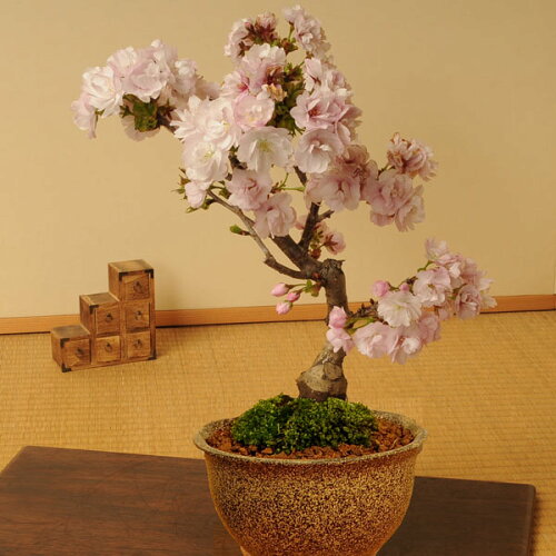 4月に豪華な八重のサクラが開花！夏の間は葉桜の状態でお届け！桜盆栽...