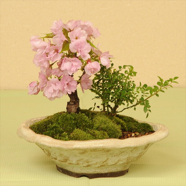 盆栽：桜・薔薇寄せ植え*【送料無料】【2024年春開花】自宅でお花見 bonsai