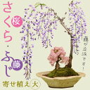 人気花物盆栽：桜・藤寄せ(大・瀬戸焼鉢)*(2024年開花終