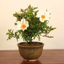 【即日出荷可！】盆栽：八重山ノイバラ(瀬戸焼鉢）*【送料無料】bonsai